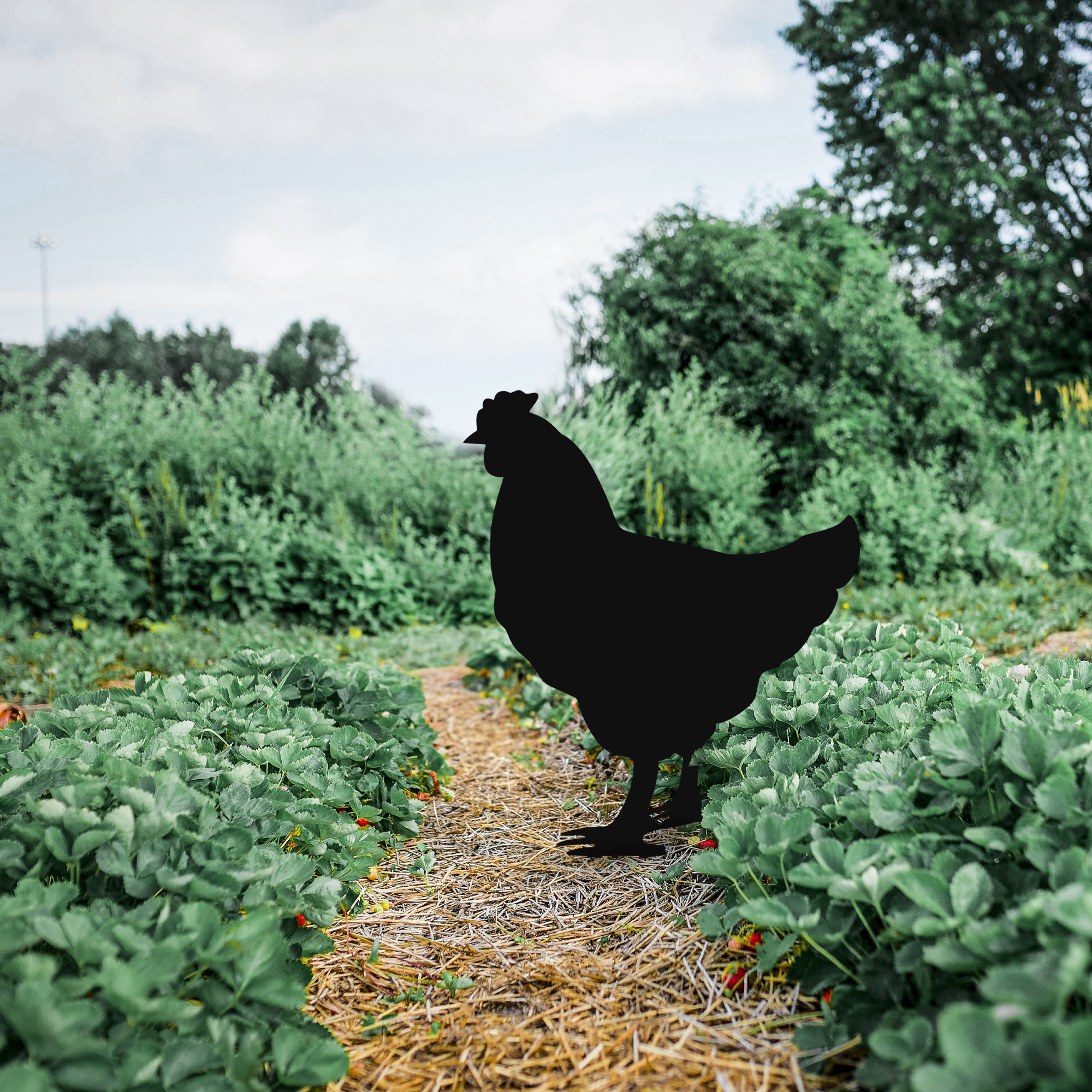 Zahradní dekorace CHICKEN ASIRGROUP (foto 699)