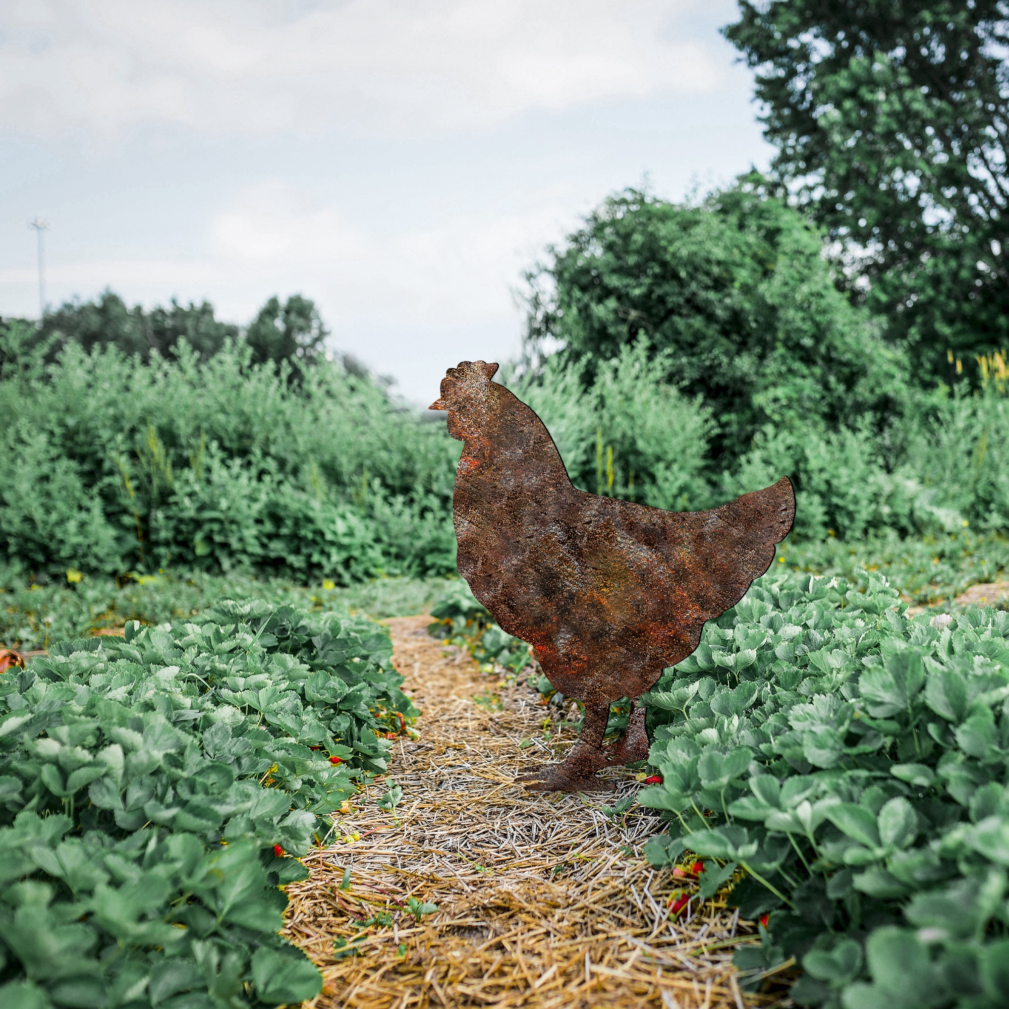 Zahradní dekorace CHICKEN ASIRGROUP (foto 705)
